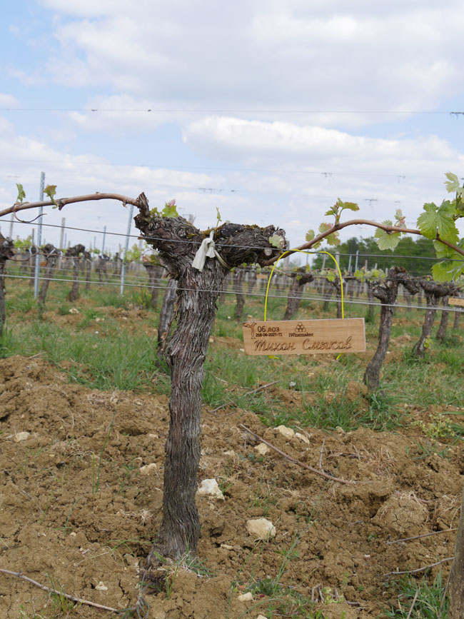 Виноградник на урожай